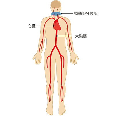 頸動脈と、全身の血管